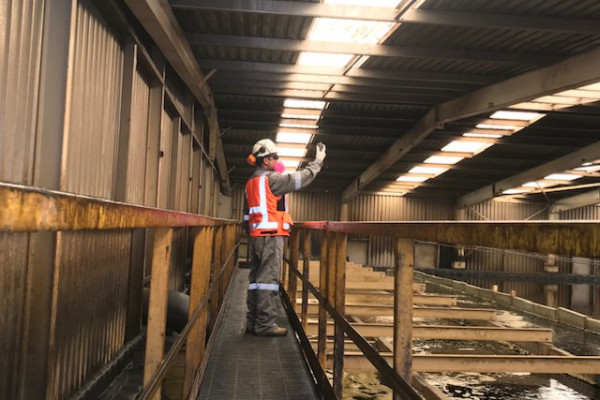 Estudios Plantas Extraccion por Solventes SX